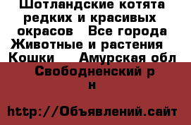 Шотландские котята редких и красивых  окрасов - Все города Животные и растения » Кошки   . Амурская обл.,Свободненский р-н